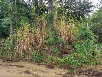 Terreno - Venda - Passo Manso - Blumenau - SC